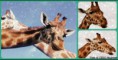 /album/fotogaleria-zvierata/giraffes-1-jpg/